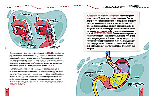 Real Biology. How the Human Body Works