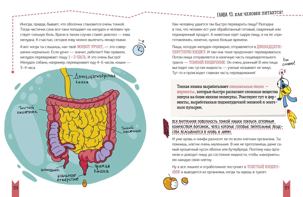 Real Biology. How the Human Body Works