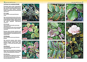 Krankheiten und Schädlinge von Rosen, Nadelbäumen und anderen Zierpflanzen: Atlas und Bestimmungsbuch