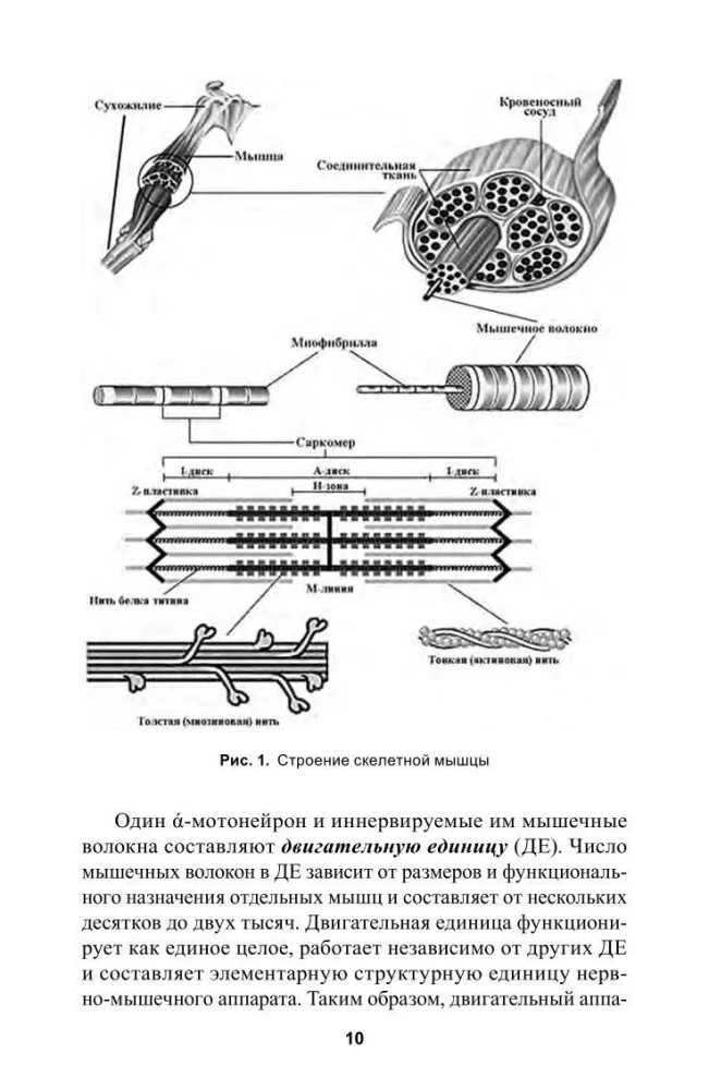 Development of Strength in Athletes
