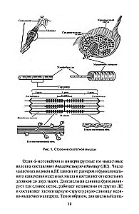 Development of Strength in Athletes