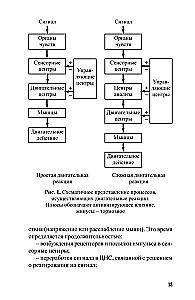 Development of Speed in Athletes