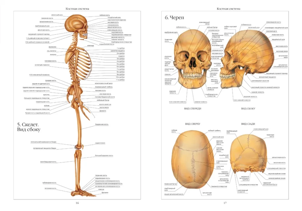 Cilvēka anatomijas atlants