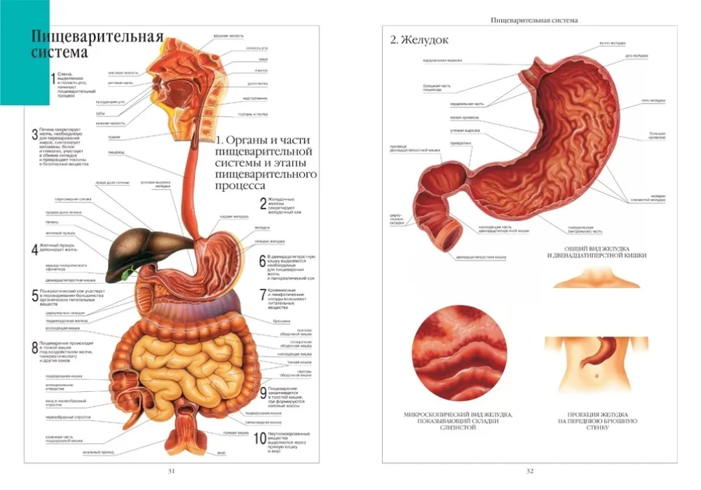 Cilvēka anatomijas atlants