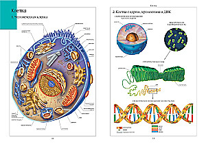 Cilvēka anatomijas atlants