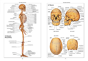 Cilvēka anatomijas atlants