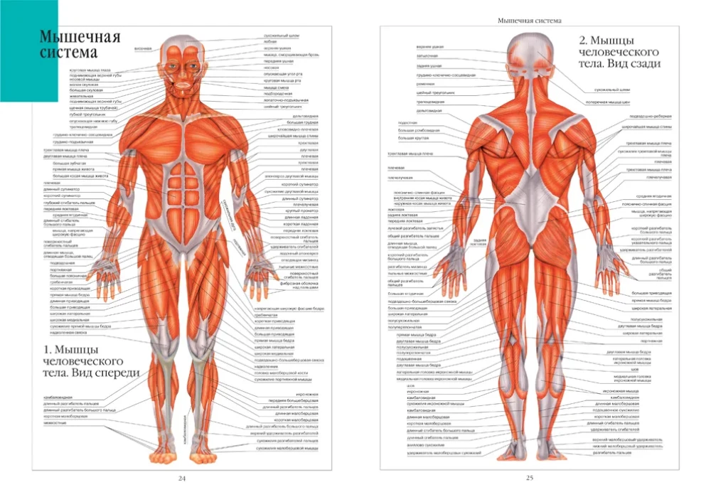 Cilvēka anatomijas atlants