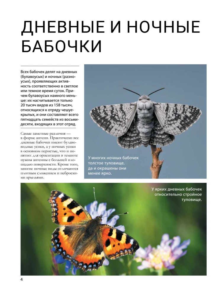 Butterflies