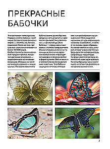 Butterflies