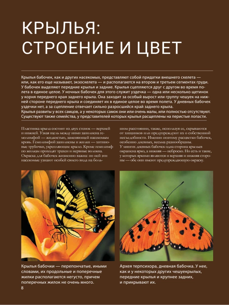 Butterflies