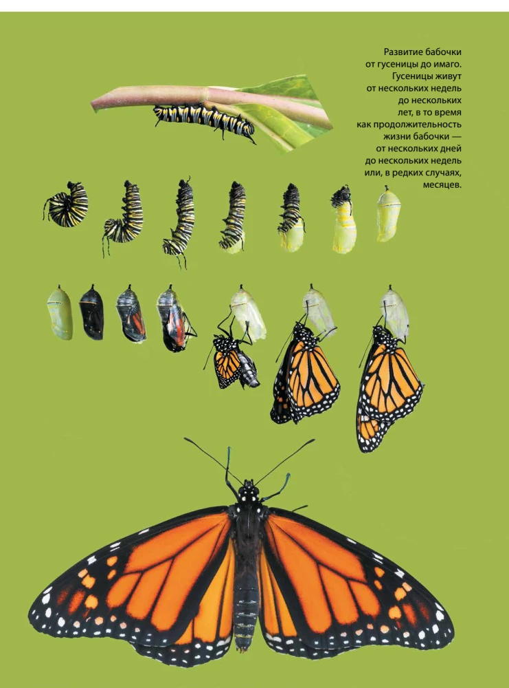 Butterflies