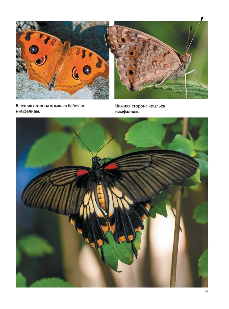 Butterflies