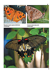 Butterflies