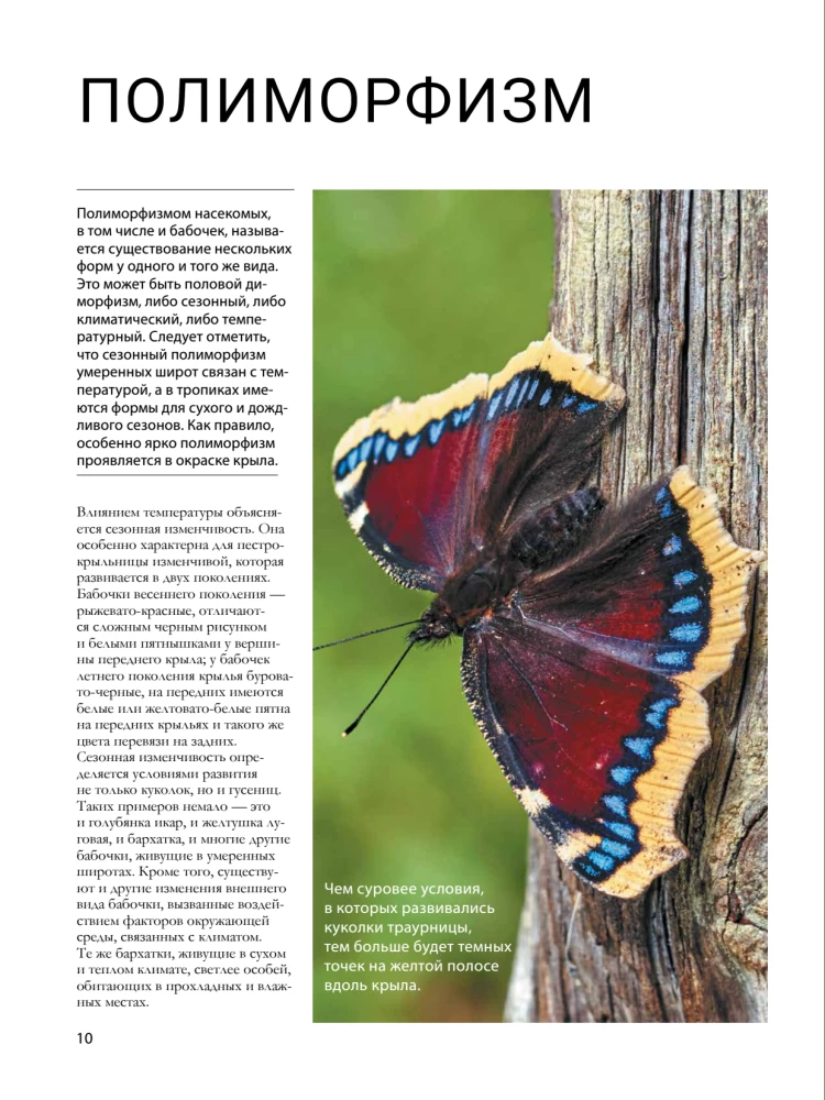 Butterflies