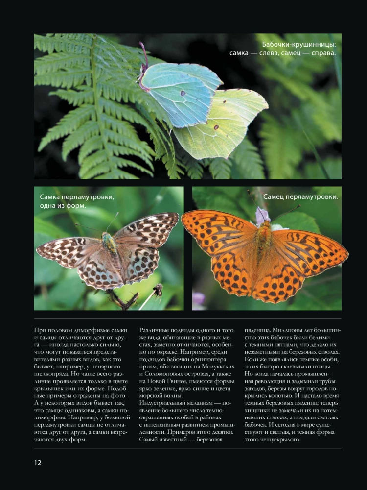 Butterflies
