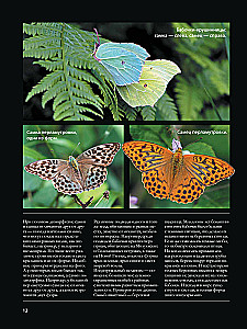 Butterflies