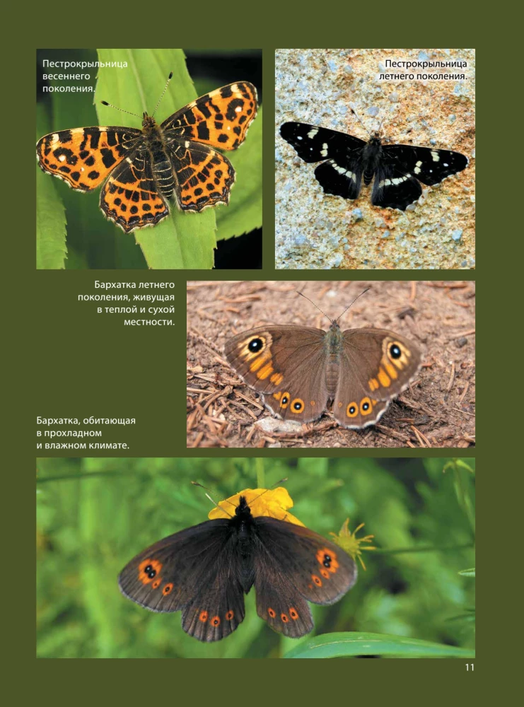 Butterflies