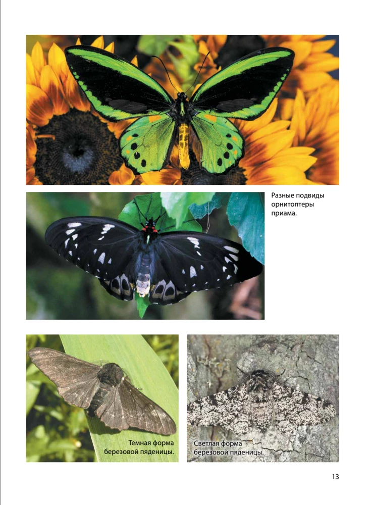 Butterflies