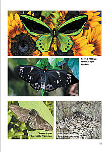 Butterflies