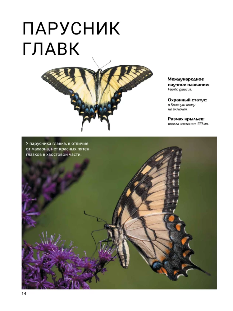 Butterflies
