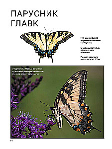 Butterflies