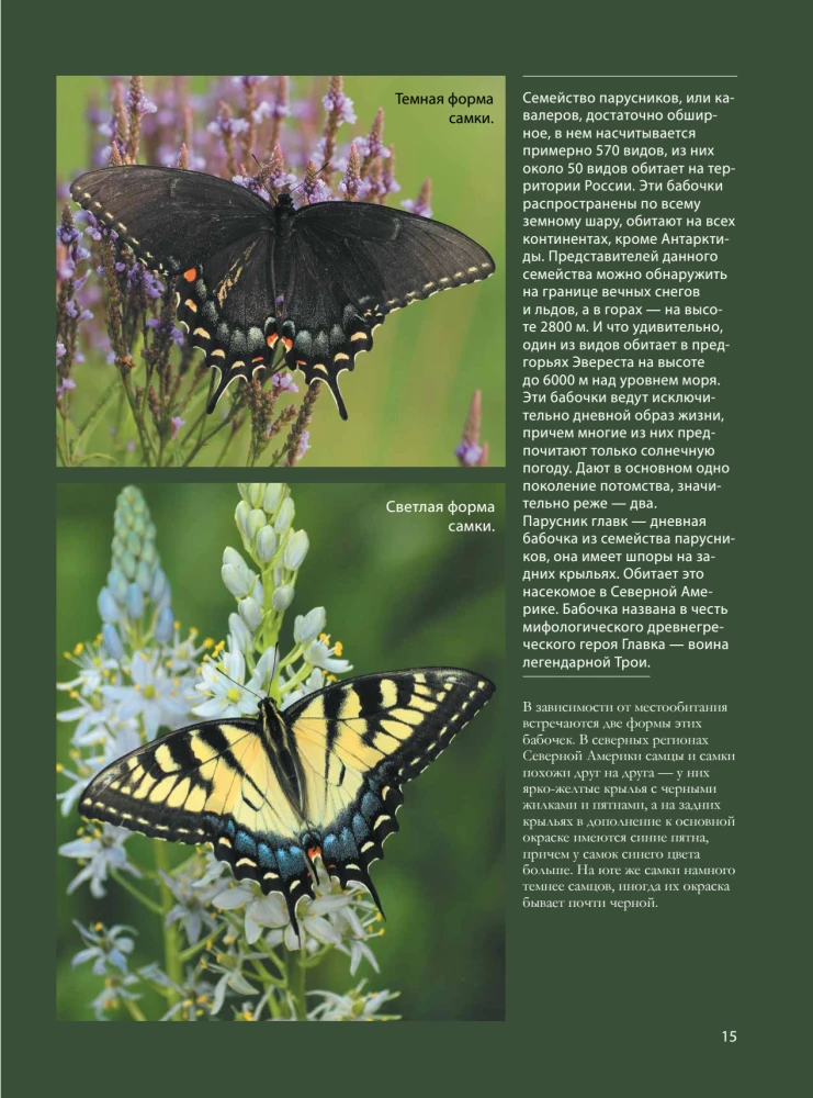 Butterflies