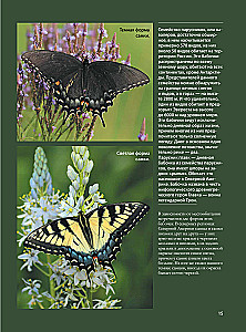 Butterflies