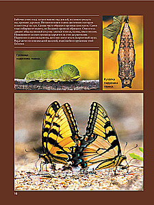Butterflies
