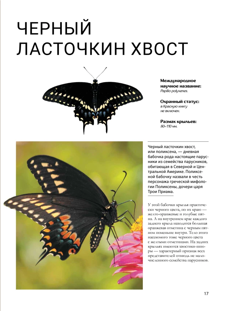 Butterflies