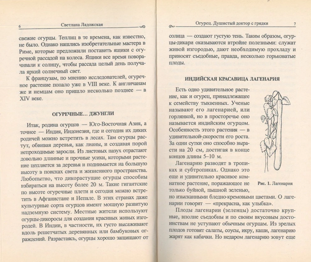 Agurkas. Kvapnusis daktaras iš daržo