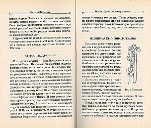 Agurkas. Kvapnusis daktaras iš daržo