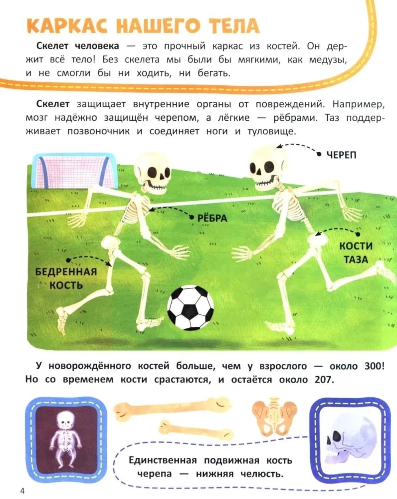 Тело человека