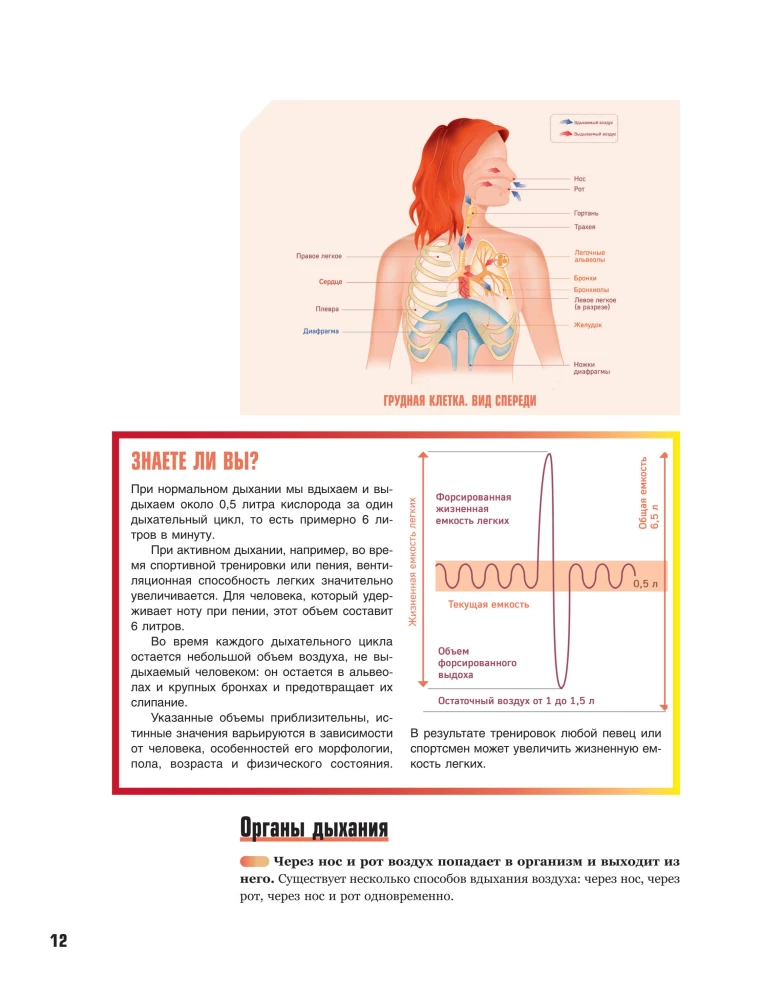 Anatomie des Singens: Grundlagen der Gesangstechnik