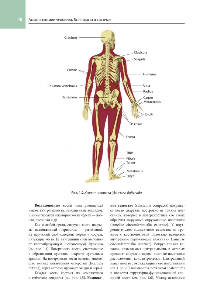 Atlas of Human Anatomy. All Organs and Systems