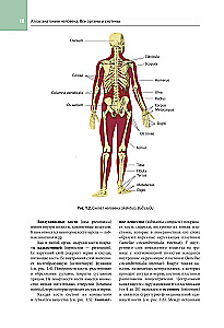 Atlas of Human Anatomy. All Organs and Systems