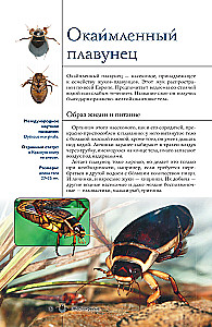 Insects. Illustrated Guide