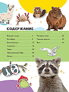 Capybara und andere Meme-Tiere
