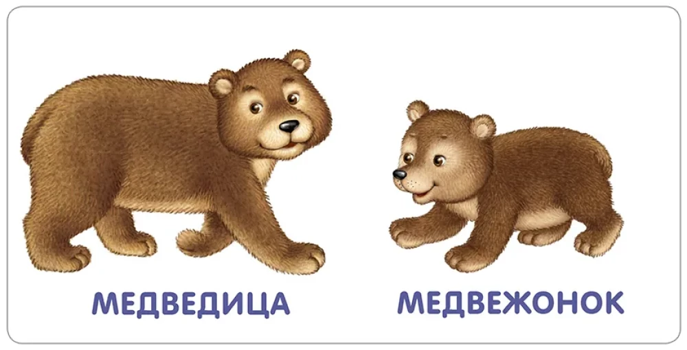 Животные и детёныши