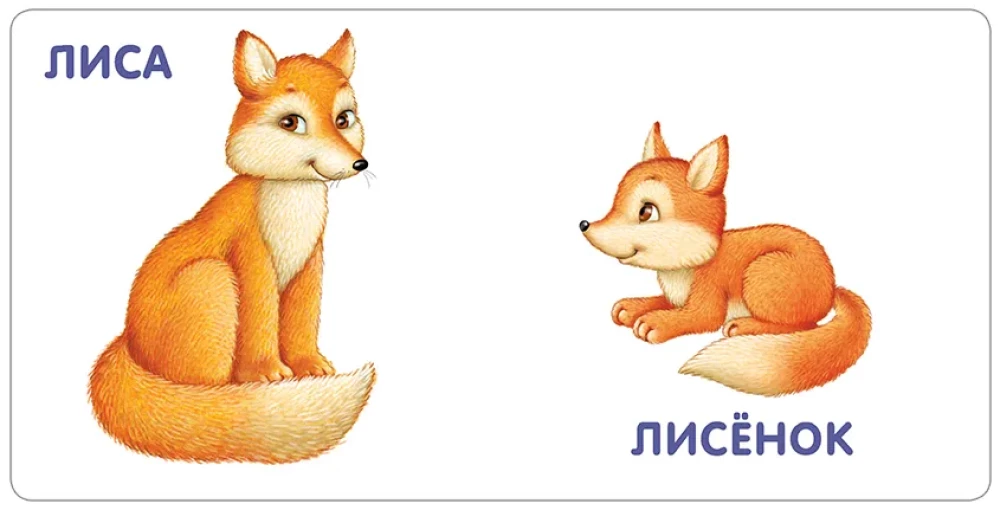 Животные и детёныши