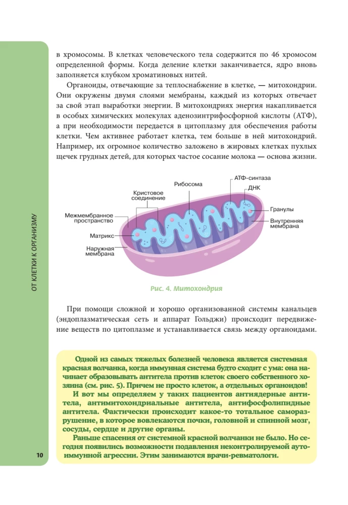 Anatomy for Schoolchildren. A Guide for Students of Chemical-Biological Classes and Applicants for Natural Science Directions