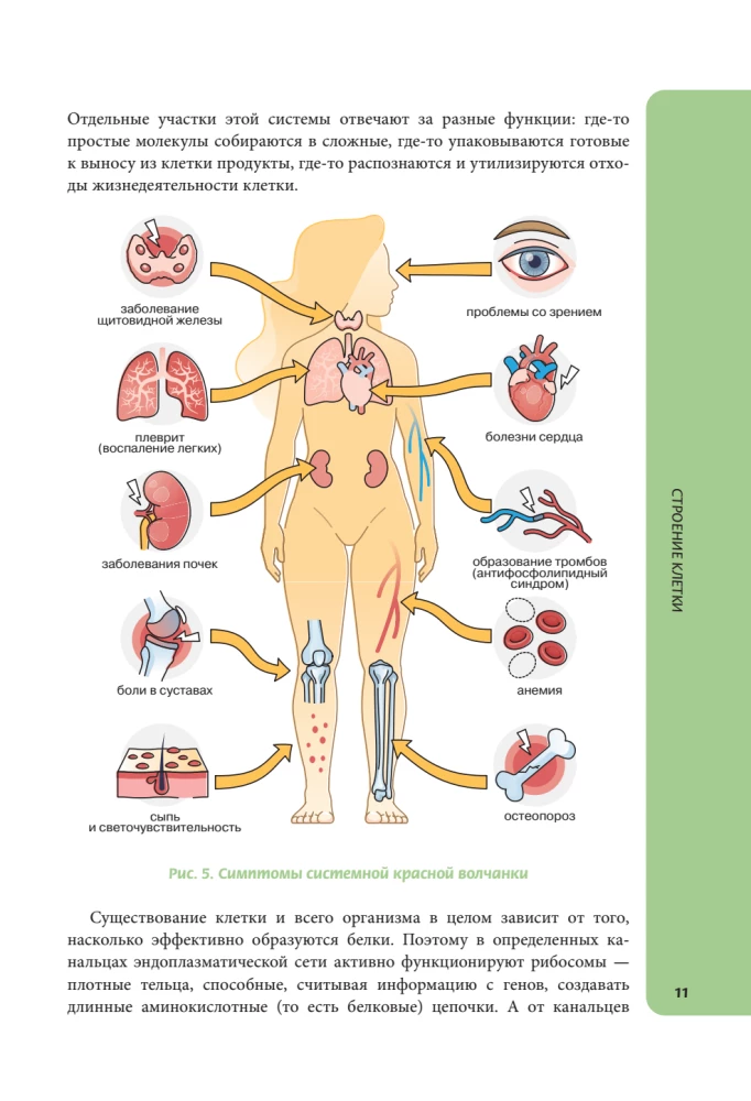 Anatomy for Schoolchildren. A Guide for Students of Chemical-Biological Classes and Applicants for Natural Science Directions