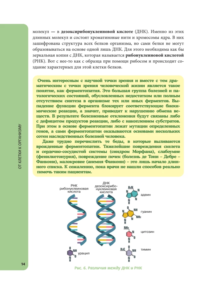 Anatomy for Schoolchildren. A Guide for Students of Chemical-Biological Classes and Applicants for Natural Science Directions