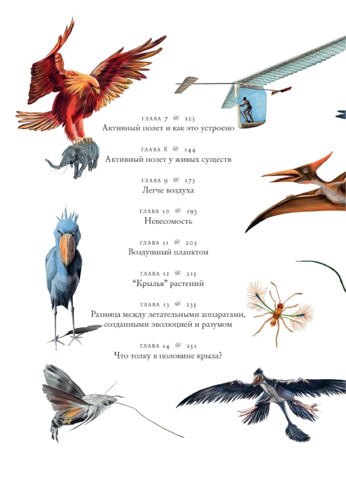Flights of Imagination