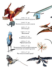 Flights of Imagination