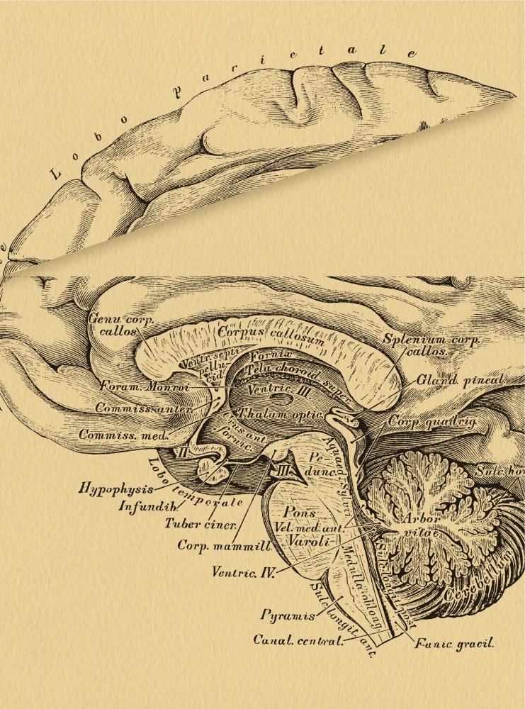 Brain. The Big Encyclopedia