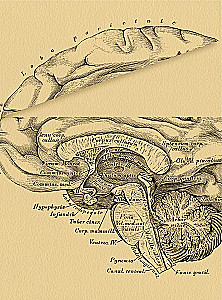 Brain. The Big Encyclopedia