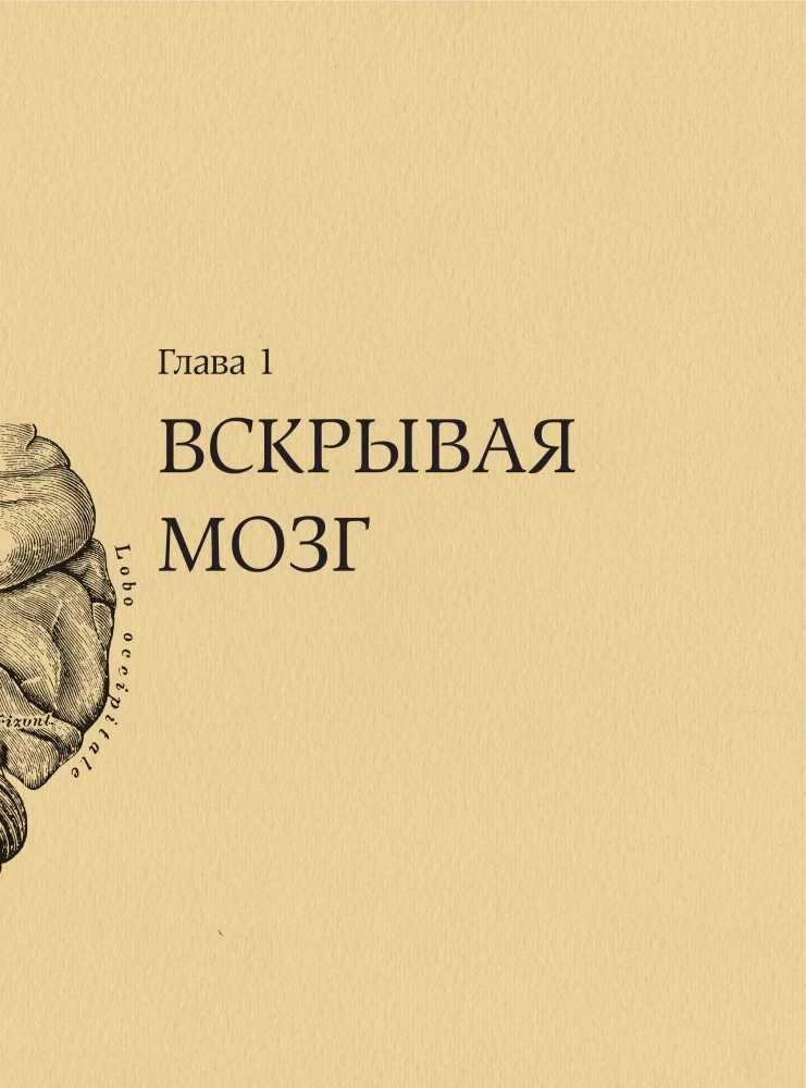Brain. The Big Encyclopedia
