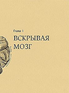 Brain. The Big Encyclopedia