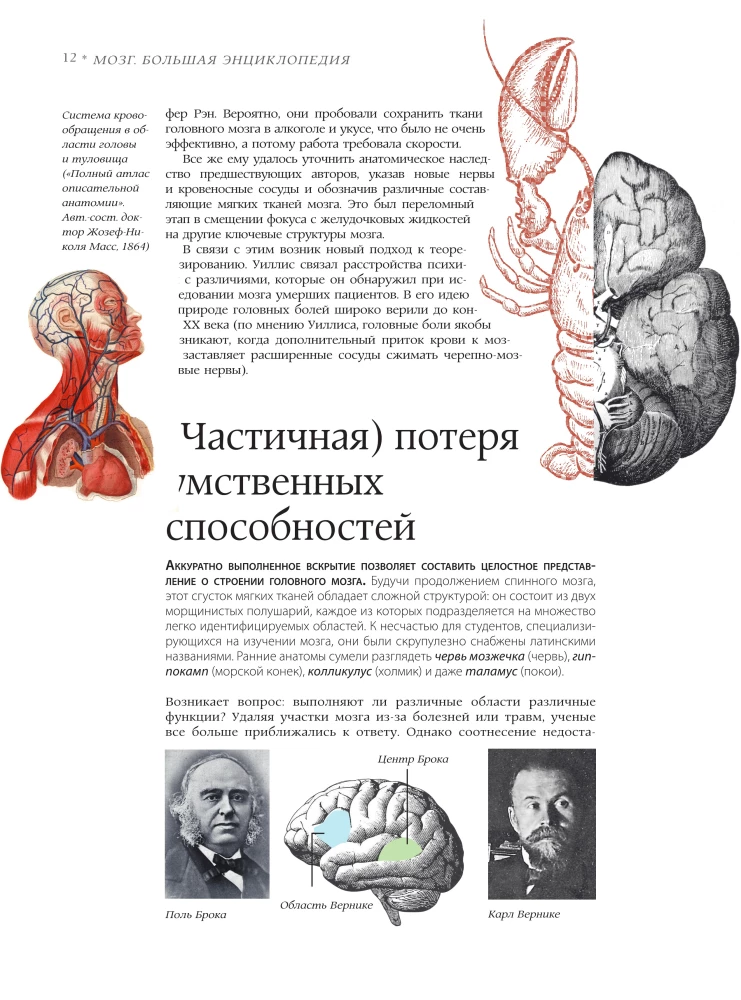 Brain. The Big Encyclopedia