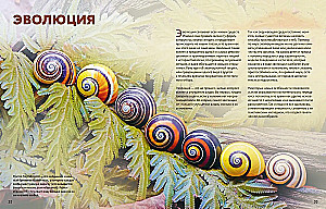 Ogromna encyklopedia zwierząt świata